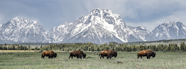 ROAMING WILD AND FREE
